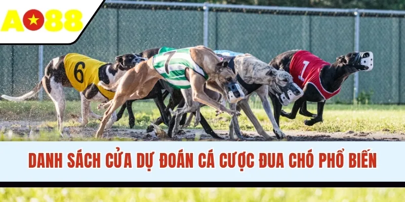Danh sách cửa dự đoán cá cược đua chó phổ biến