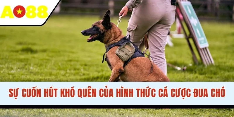 Sự cuốn hút khó quên của hình thức cá cược đua chó